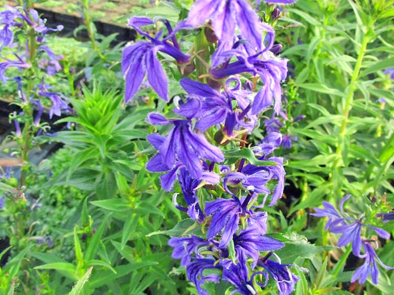 Lobelia sessilifolia - blaue Lobelie